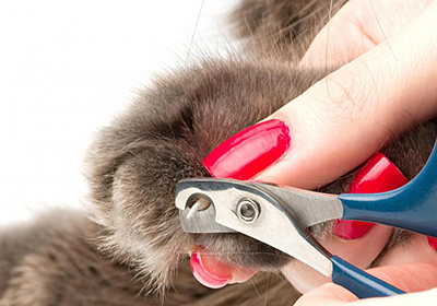 Сколько стоит подстричь кошку в хабаровске