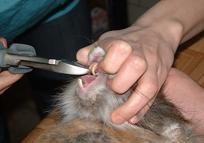 Сколько стоит подстричь кошку в хабаровске