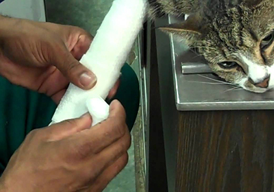 Сколько стоит стерилизация кошки приморский край