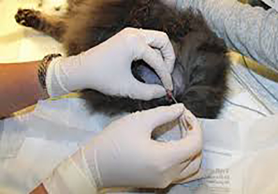 Сколько стоит стерилизовать кошку в хабаровске