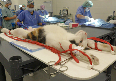 Сколько стоит стерилизовать кошку в хабаровске