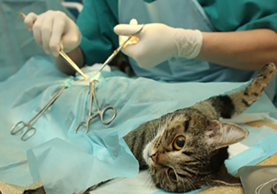 Сколько стоит стерилизация кошки чита