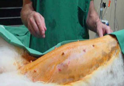 Сколько стоит стерилизация кошки владивосток