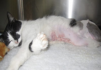 Сколько стоит стерилизация кошки приморский край